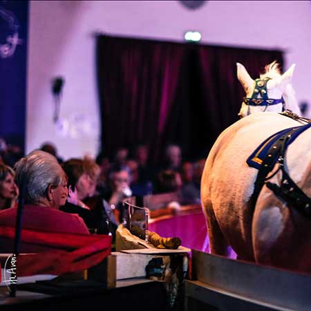 Zagal Cabaret Spectacle équestre La Palmyre Charente Maritime Nouvelle Aquitaine