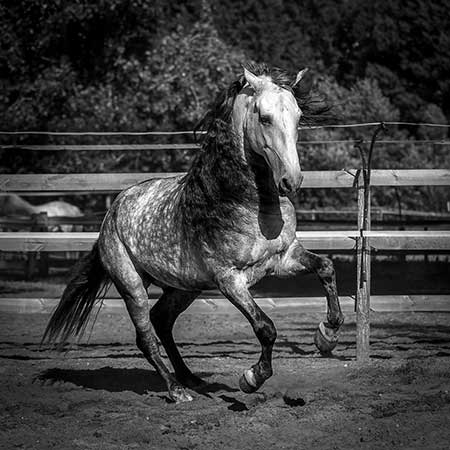 Zagal Cabaret Spectacle équestre La Palmyre Charente Maritime Nouvelle Aquitaine