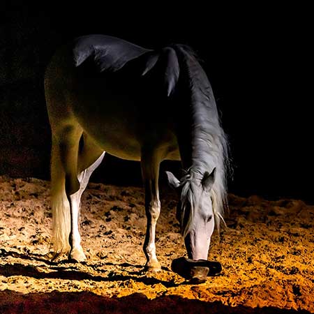 Zagal Cabaret Spectacle équestre La Palmyre Charente Maritime Nouvelle Aquitaine