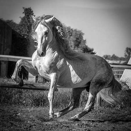 Zagal Cabaret Spectacle équestre La Palmyre Charente Maritime Nouvelle Aquitaine