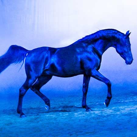 Zagal Cabaret Spectacle équestre La Palmyre Charente Maritime Nouvelle Aquitaine